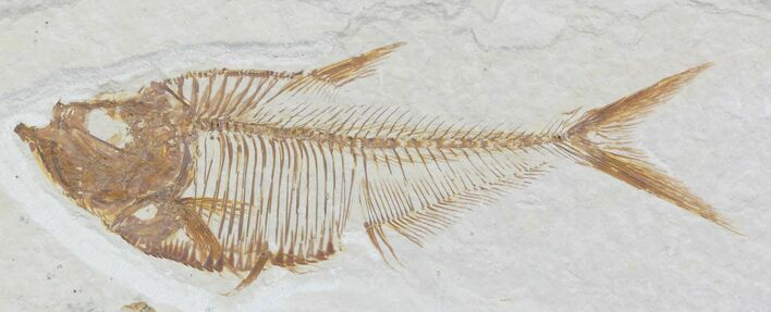 Diplomystus Fossil Fish - Wyoming #32795